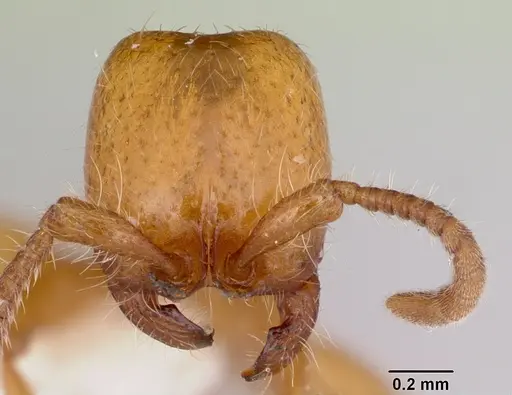 Neivamyrmex wilsoni - CASENT0103465