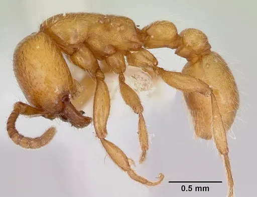 Neivamyrmex wilsoni - CASENT0103465