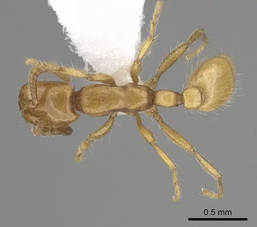 Neivamyrmex wilsoni - CASENT0249490