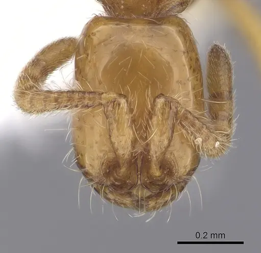 Neivamyrmex wilsoni - CASENT0249490