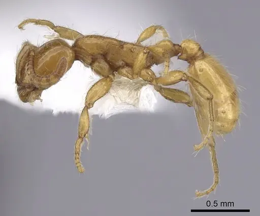 Neivamyrmex wilsoni - CASENT0249490