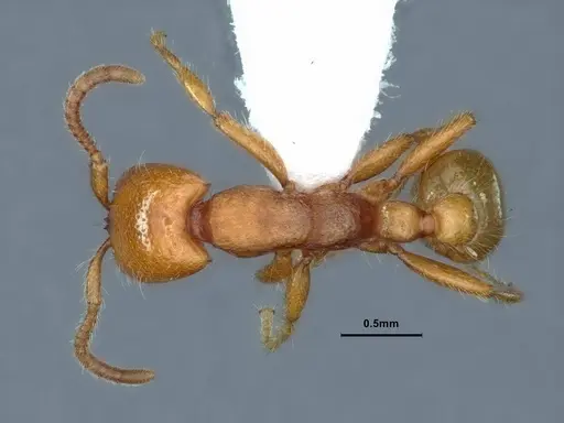 Neivamyrmex wilsoni - CASENT0883403