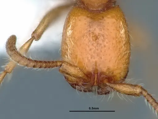 Neivamyrmex wilsoni - CASENT0883403