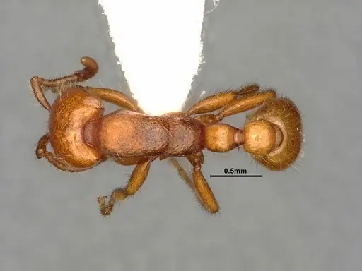 Neivamyrmex wilsoni - CASENT0884319