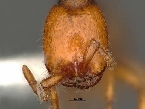 Neivamyrmex wilsoni - CASENT0884319