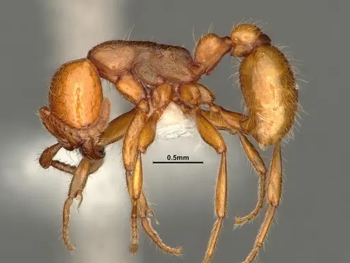 Neivamyrmex wilsoni - CASENT0884319