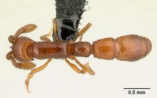 Neocerapachys splendens specimen