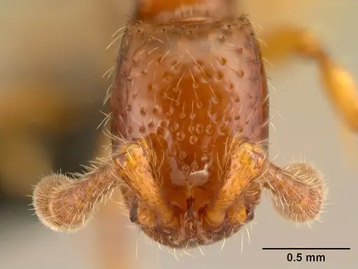 Neocerapachys splendens specimen