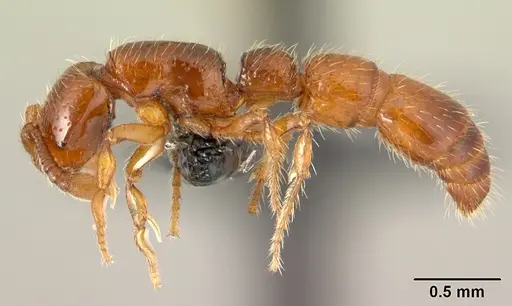 Neocerapachys splendens specimen