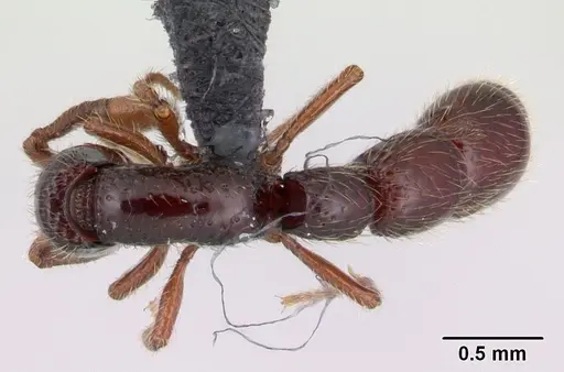 Neocerapachys splendens - CASENT0191412