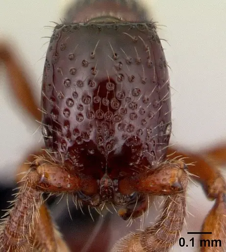 Neocerapachys splendens - CASENT0191412