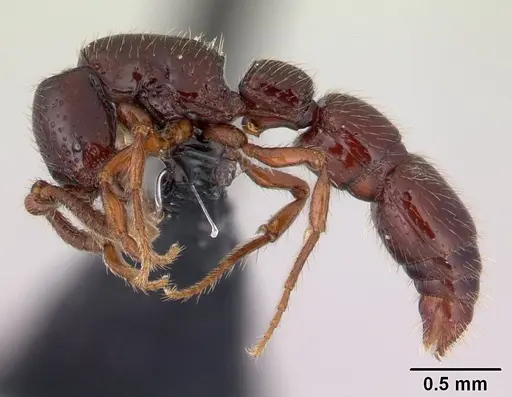 Neocerapachys splendens - CASENT0191412