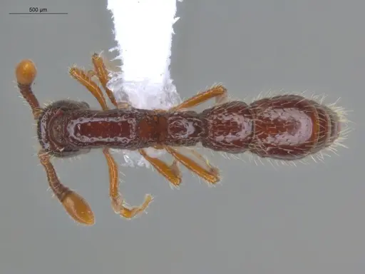 Neocerapachys splendens - ECOFOG-MI15-0087-42