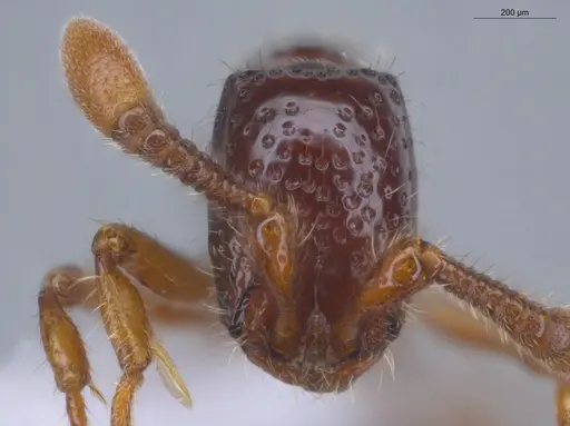 Neocerapachys splendens - ECOFOG-MI15-0087-42