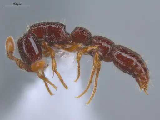 Neocerapachys splendens - ECOFOG-MI15-0087-42