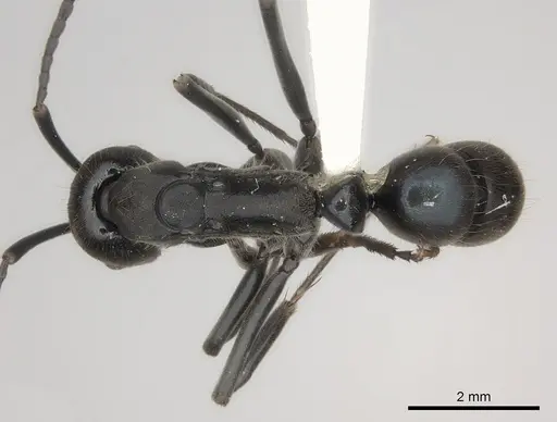 Neoponera aenescens specimen