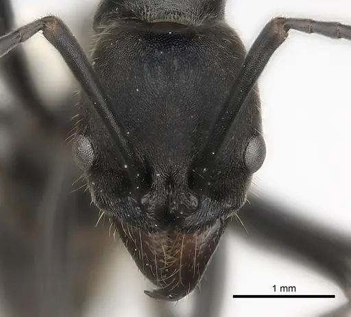 Neoponera aenescens specimen