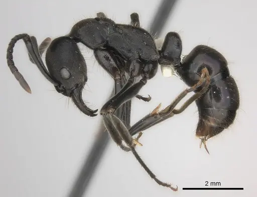 Neoponera aenescens specimen