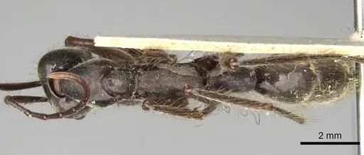 Neoponera agilis specimen