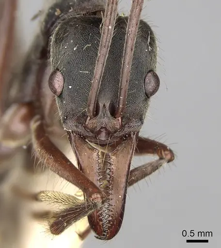 Neoponera agilis specimen