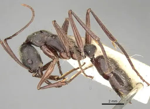 Neoponera agilis specimen