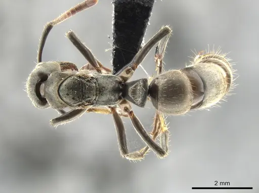Neoponera antecurvata specimen
