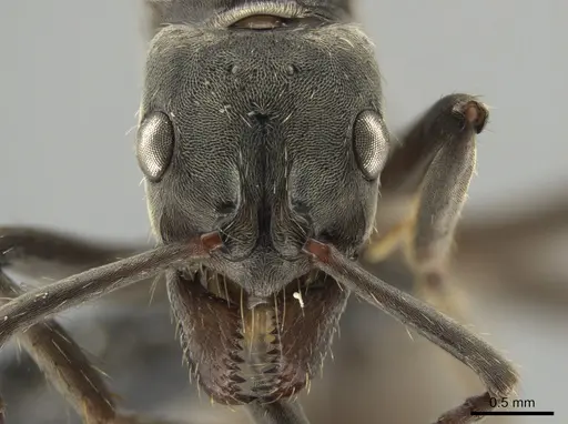 Neoponera antecurvata specimen