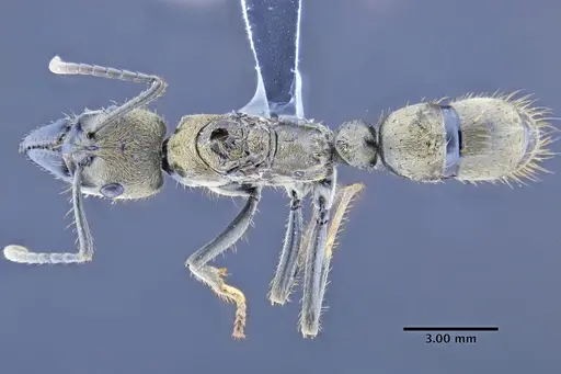 Neoponera bactronica specimen