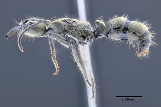 Neoponera bactronica specimen