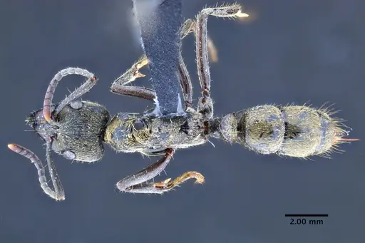 Neoponera billemma specimen