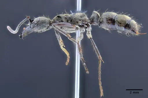 Neoponera billemma specimen