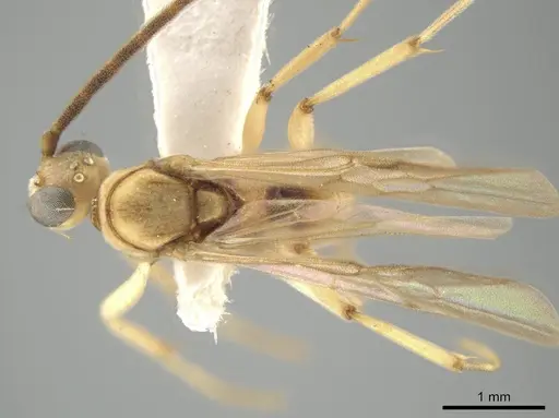 Neoponera bucki specimen