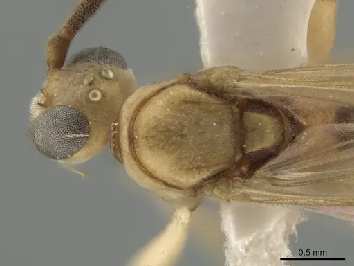 Neoponera bucki specimen