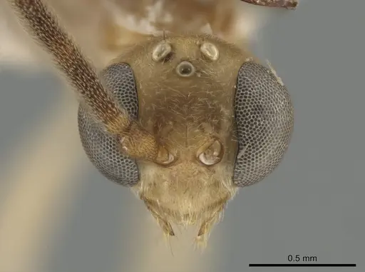 Neoponera bucki specimen