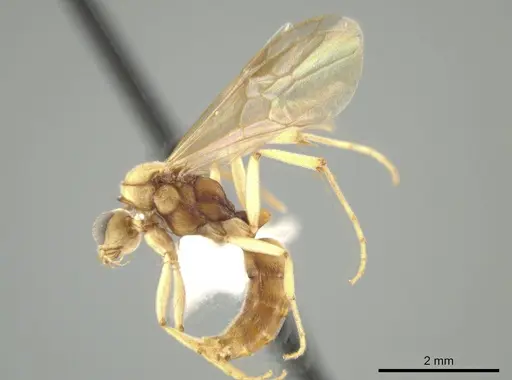 Neoponera bucki - CASENT0649902