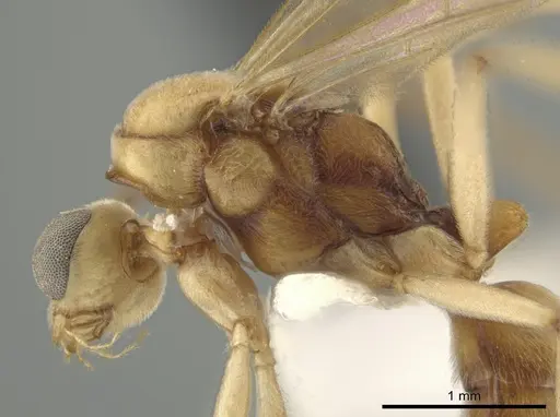 Neoponera bucki - CASENT0649902