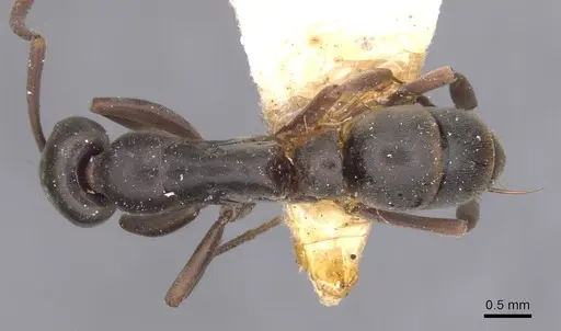 Neoponera bucki - CASENT0915250