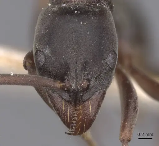 Neoponera bucki - CASENT0915250