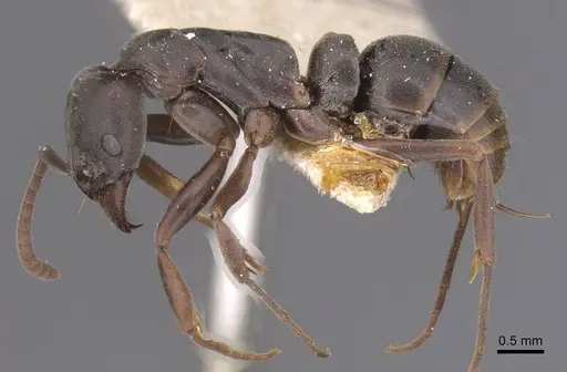 Neoponera bucki - CASENT0915250