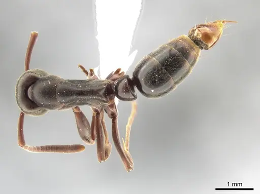 Neoponera bucki - DZUP549431