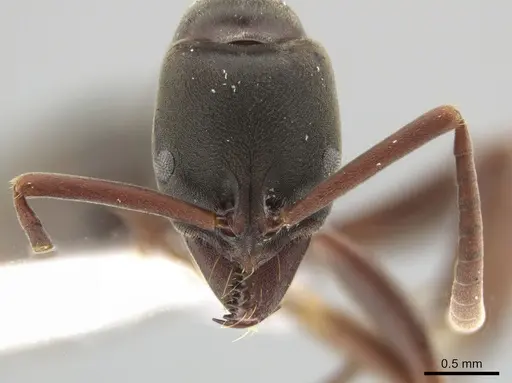 Neoponera bucki - DZUP549431