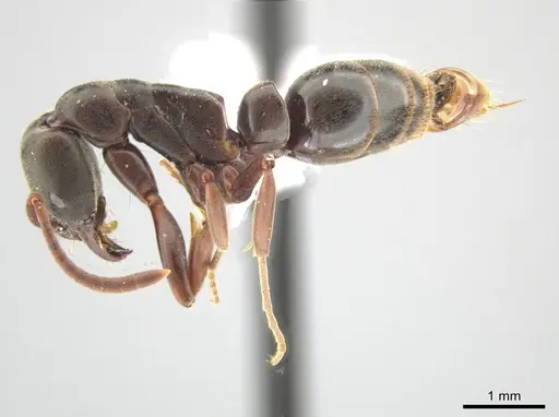 Neoponera bucki - DZUP549431