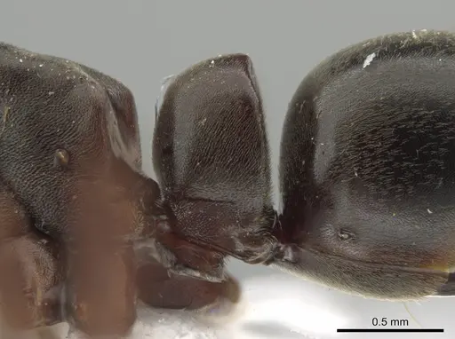 Neoponera bucki - DZUP549431