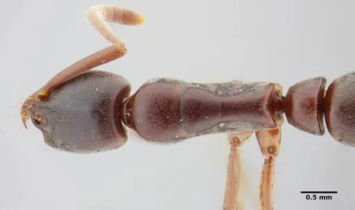 Neoponera bucki - UFV-LABECOL-007493