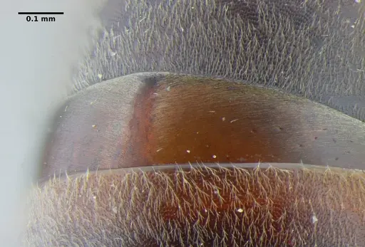 Neoponera bucki - UFV-LABECOL-007493