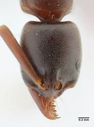 Neoponera bucki - UFV-LABECOL-007493