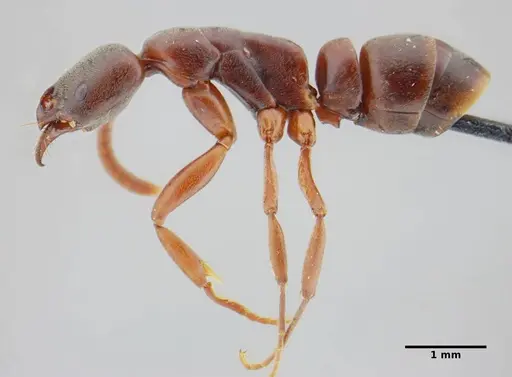 Neoponera bucki - UFV-LABECOL-007493