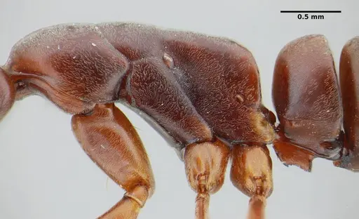 Neoponera bucki - UFV-LABECOL-007493