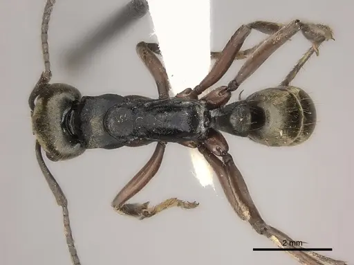Neoponera bugabensis specimen