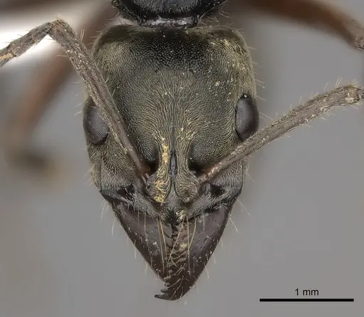 Neoponera bugabensis specimen